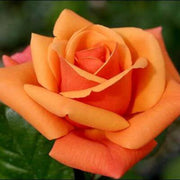 Dark Orange Osiria Rosa spp. Seeds