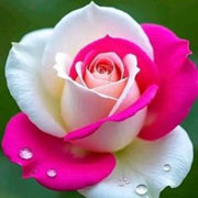 Dark Pale Pink Rainbow Rosa spp. Seeds