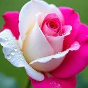 Dark Pale Pink Rainbow Rosa spp. Seeds