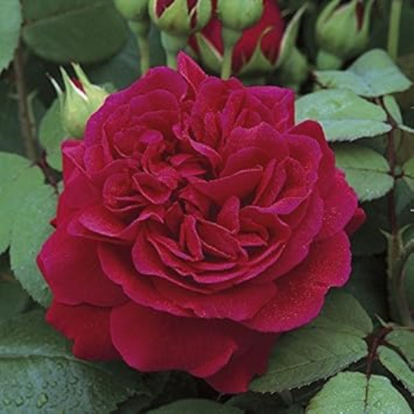 Dark Red Climbing Rosa spp. Seeds