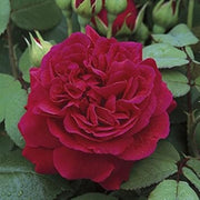 Dark Red Climbing Rosa spp. Seeds