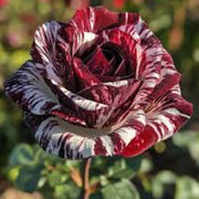 Dark Red & White Rosa spp. Seeds