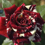 Dark Red & White Rosa spp. Seeds