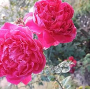 Deep Pink Climbing Rosa spp. Seeds