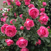Deep Pink Climbing Rosa spp. Seeds