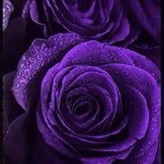 Deep Purple Rosa spp. Seeds
