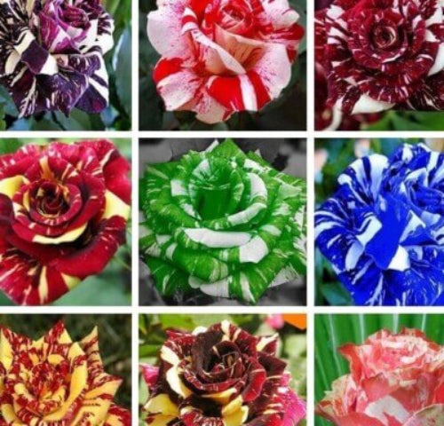 Dragon Rose Mixed Rosa spp. Seeds