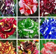 Dragon Rose Mixed Rosa spp. Seeds