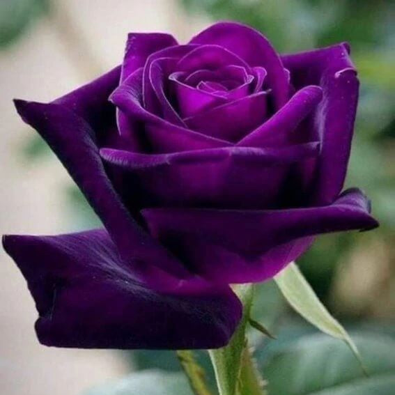 Fresh Ruby & Violet Rosa spp. Seeds