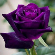 Fresh Ruby & Violet Rosa spp. Seeds