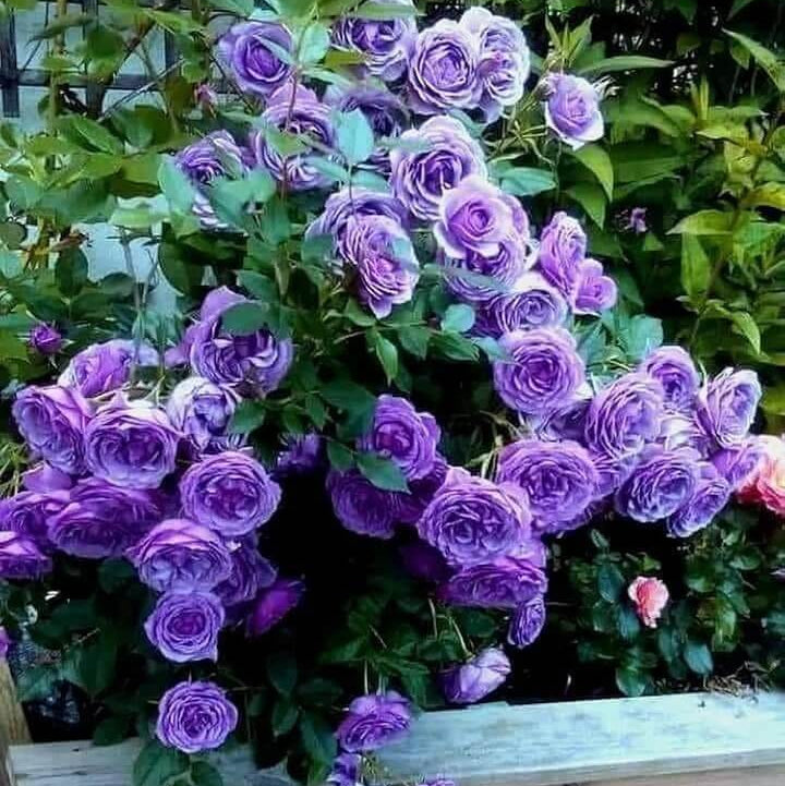 Fresh Violet Rosa spp. Seeds