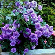 Fresh Violet Rosa spp. Seeds