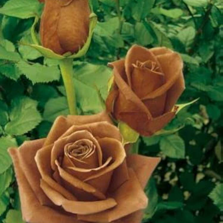 Gold Rose Rosa spp. Seeds