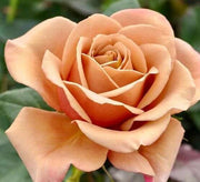 Gold Rose Rosa spp. Seeds
