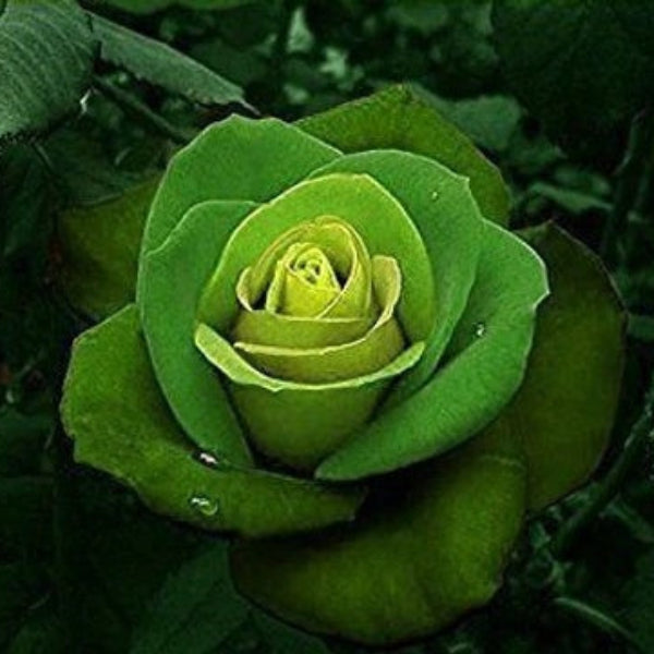 Green Mix Rosa spp. Seeds