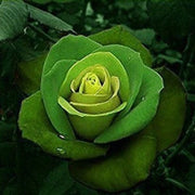 Green Mix Rosa spp. Seeds