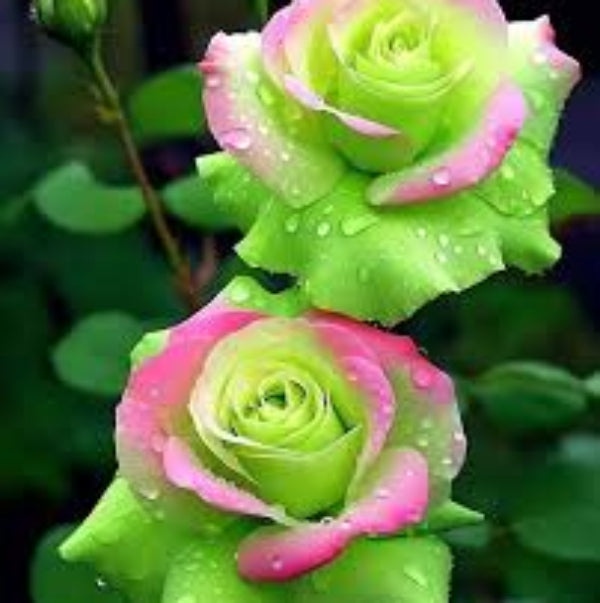 Green & Pink Rosa spp. Seeds