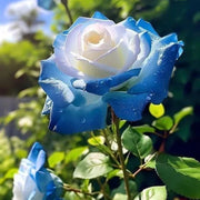 Ice Blue Rosa spp. Seeds