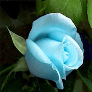 Ice Blue Rosa spp. Seeds