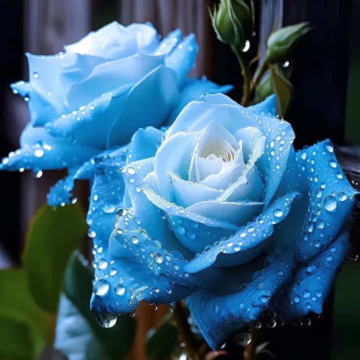 Ice Blue Rosa spp. Seeds