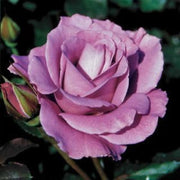 Lavender Rosa spp. Seeds