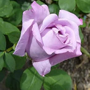Lavender Rosa spp. Seeds