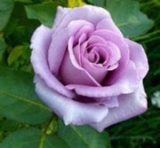 Lavender Rosa spp. Seeds