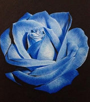 Light Blue Osiria Rosa spp. Seeds