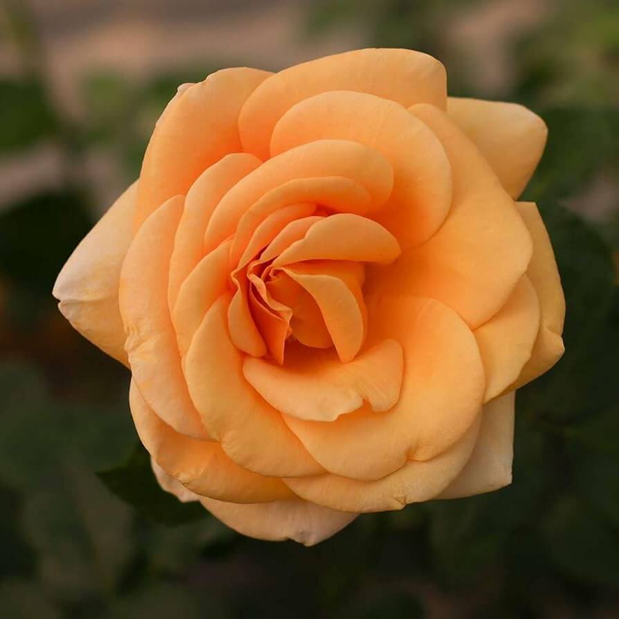 Light Orange Rose Rosa spp. Seeds