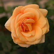 Light Orange Rose Rosa spp. Seeds