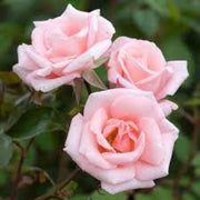 Light Pale Pink Rosa spp. Seeds