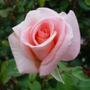 Light Pale Pink Rosa spp. Seeds