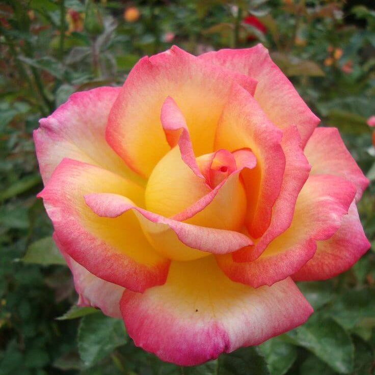 Light Pink Rosa spp. Seeds