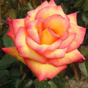 Light Pink Rosa spp. Seeds