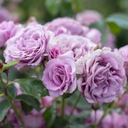 Light Purple Climbing Rosa spp. Seeds