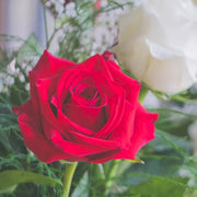 Light Red Rosa spp. Seeds