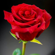 Light Red Rosa spp. Seeds