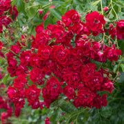 Light Red Holland Rosa spp. Seeds