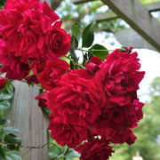 Light Red Holland Rosa spp. Seeds