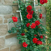 Light Red Holland Rosa spp. Seeds