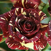 Marron Cream Rose Rosa spp. Seeds