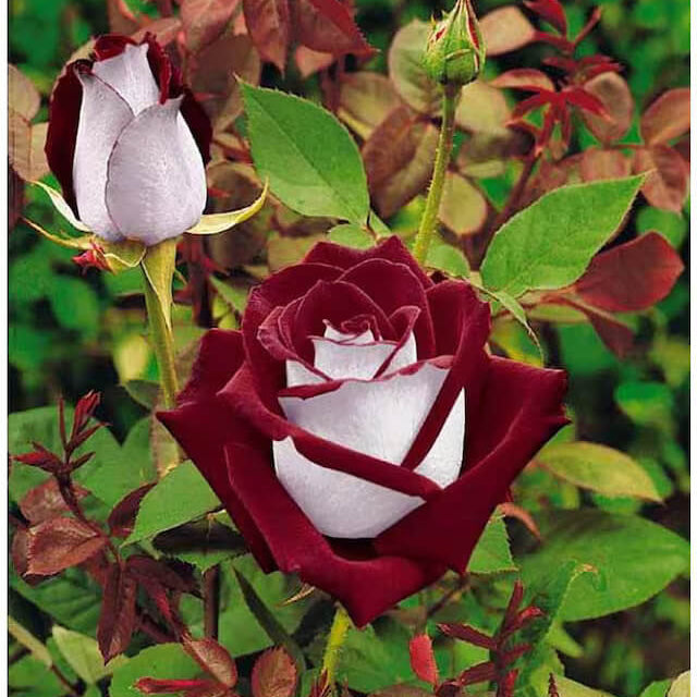 Marron & White Rosa spp. Seeds