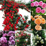 Mixed Climbing Rosa spp. Seeds