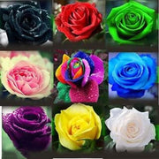 Mixed Rose Colors Rosa spp. Seeds