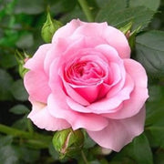 Light Pink Rosa spp. Seeds