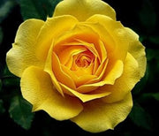 Mustard Yellow Rosa spp. Seeds