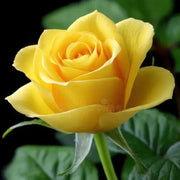 Mustard Yellow Rosa spp. Seeds