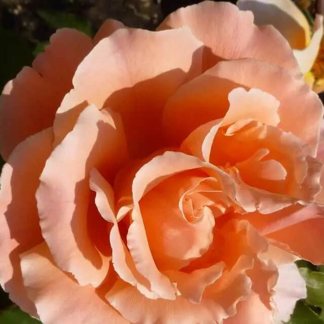 Orange Joey Hybrid Tea Rosa spp. Seeds