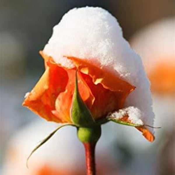 Orange Snow Rosa spp. Seeds