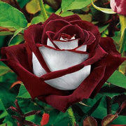 Osiria Ruby Deep Red & White Rosa spp. Seeds